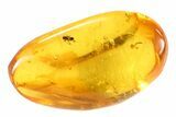 Fossil Ant (Formicidae) In Baltic Amber #72229-1